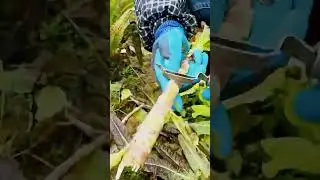 unique farmer technique for harvesting asparagus #shorts