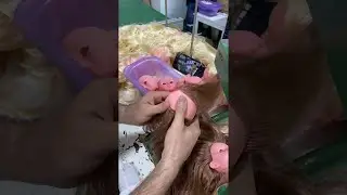 Doll Manufacturer Sews on Hair || ViralHog