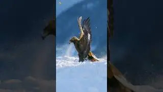 Golden Eagle Sounds 🦅