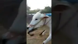 Devarapalli sattibabu old Bulls 🐂🏆🐂