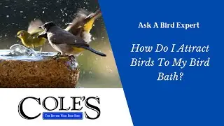 How Do I Attract Birds To My Bird Bath?
