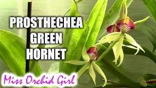 Prosthechea Green Hornet - an upside down orchid!