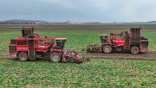 XL SugarBeet Harvest 2025 3x Holmer TerraDos T4,5 6x Tractors [Cukorr&eacute;pa szed&eacute;s 2025]