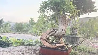m838&hellip;gl c&acirc;y vọng c&aacute;ch 5500k lh0707713796khuongbonsai