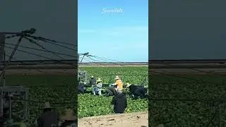 DRAG&Oacute;N 🐉 DE LECHUGA 🥬 ROMANA EN YUMA