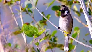 Himalayan Bulbul Call
