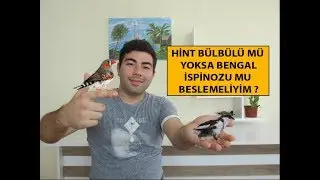 Hint Bülbülü mü Bengal İspinozu mu Beslemeliyim