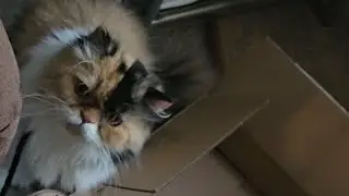 Cute cat playtime #cat #catshorts #pets #catinfluencer #funnycatshorts #funnycatvideos #cuteviral