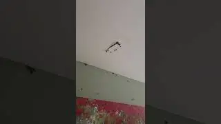 HELP!!! Yellow jacket invasion! #pestcontrol #shortvideo #yellowjackets #martinsburgwv