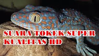 Suara Terjernih Yang Pernah Ada || Suara Tokek HD Audio