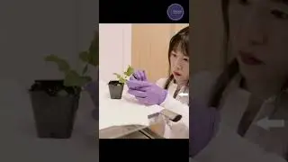 Real glowing plants