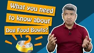 What You Need To Know About Dog Food Bowls