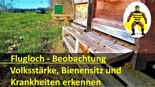 Flugloch Beobachtung Volksst&auml;rke, Bienensitz und Krankheiten erkennen