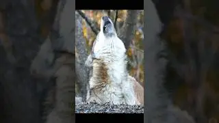 Sound of Gray Wolf Howling | Canis lupus Sound