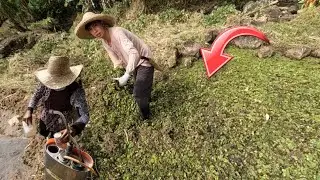 MGA PESTE SA PLAYANATIN NA IPON 🌾PAG SSPREY SA AREA #5 