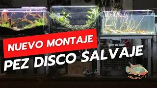 Nuevo montaje para Pez Disco Heckel Blue Head Nhamunda