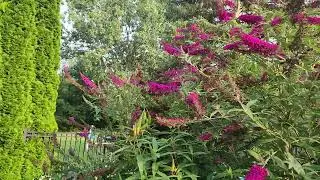 Butterfly Bush- Hummingbird Moth