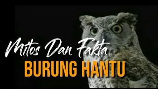 Mitos Dan Fakta Burung Hantu