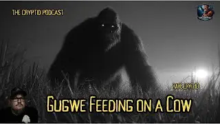 Gugwe Feeding on a Cow -  Ep.140  - January 9, 2026