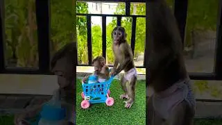 Big boy like play with baby #youtubeshorts #shorts #love #funny #monkey #animals