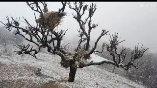 Peaceful Snowfall 2026|Nature’s Silent Beauty#Snowfall #WinterWonderland #NatureBeauty #WinterVibes 