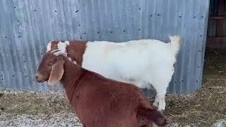 Checking the Boer goats 