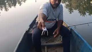 Snakehead Fishing in kerala|malayalam fishing|karayla fishing|fishing kerala|frog fishing in kerala