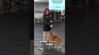 How to Teach Your Dog to Spin (So Easy!)