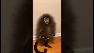 Capuchin Monkey's Transformation From Cute to TERRIFYING 🐵😱 #shorts #trending