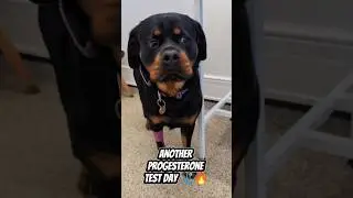 Demi the Rottweiler&rsquo;s Progesterone Test 🩺🚀 Fingers Crossed for Breeding Window! #rottweiler