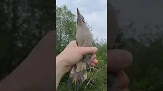 СЕДОЙ ДЯТЕЛ 🐦🐦🐦 обзор 🔥🔥🔥 мегаХИТ 2025