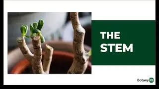 Plant Stems: The Ultimate Guide to Stem Types, Functions, and Modifications | The Stem