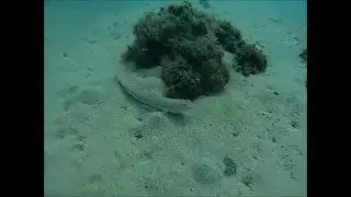 Lizardfish - Sea Stuff - www.seastuff.com