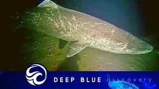 Ancient deep sea shark could be 500 years old.