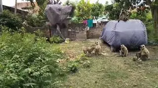 Monkey Dog Fight