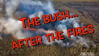 After the Australian bushfires