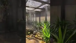 Aviary Birds