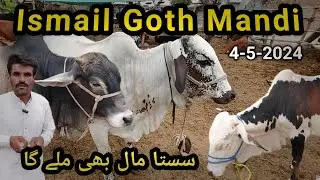 Ismail Goth Mandi Karachi 4-May-2024 | Cow Mandi Karachi | Qurbani ka maal 2024 | #cowmandi #goat