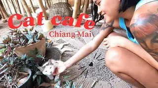 Beautiful cat garden cafe 🐾 #4k #thailand #journey #relaxing #calm #chill #travel #nature #catlover