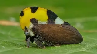 Strangest Creatures on Earth You Won&rsquo;t Believe Are Real