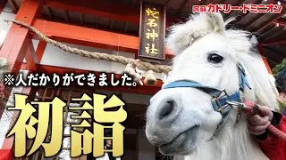 午（うま）年なので馬と初詣に行ったら大人気になってしまうのでは？