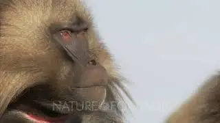 Gelada Monkey Portrait, threat display by curling upper lip