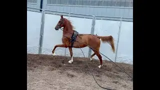2023 Half Arabian Fillies