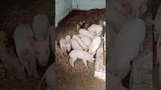 new piglet #singalong #babysongs #pig #pigfeed
