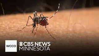 How crews are working to control the mosquito population in Minnesota