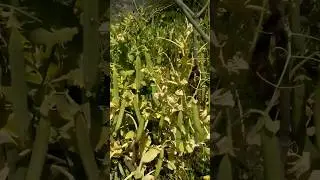 Harvest green peas in nepal.😱😊 #fruit #8bpfreerewards #trending #shorts #greenpeas