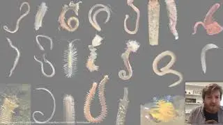 Endless Worms Most Beautiful with Dr Luke Parry