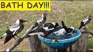 Whole Magpie family comes for baths &ndash; looks like fun! Australian birds