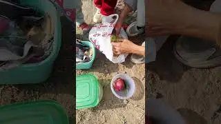 tmy velog in jungle. #foryou  #velog  #animals #goatfarming #viralvideo