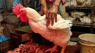 Chicken Cutting Muslim Style # chicken cutting skills fast # chicken cutting skills in village